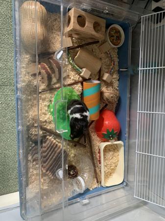 Image 4 of 2 year old Syrian Hamster