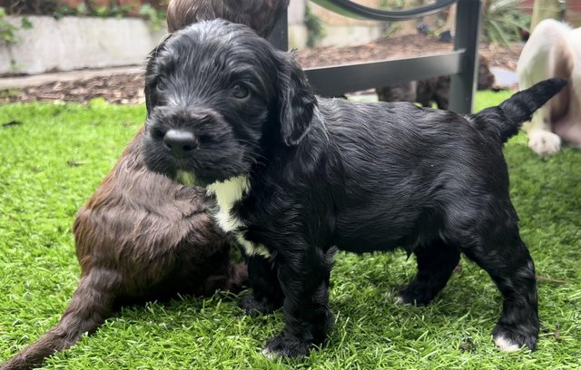 Image 10 of F1 Sproodle springer x mini poodle puppies