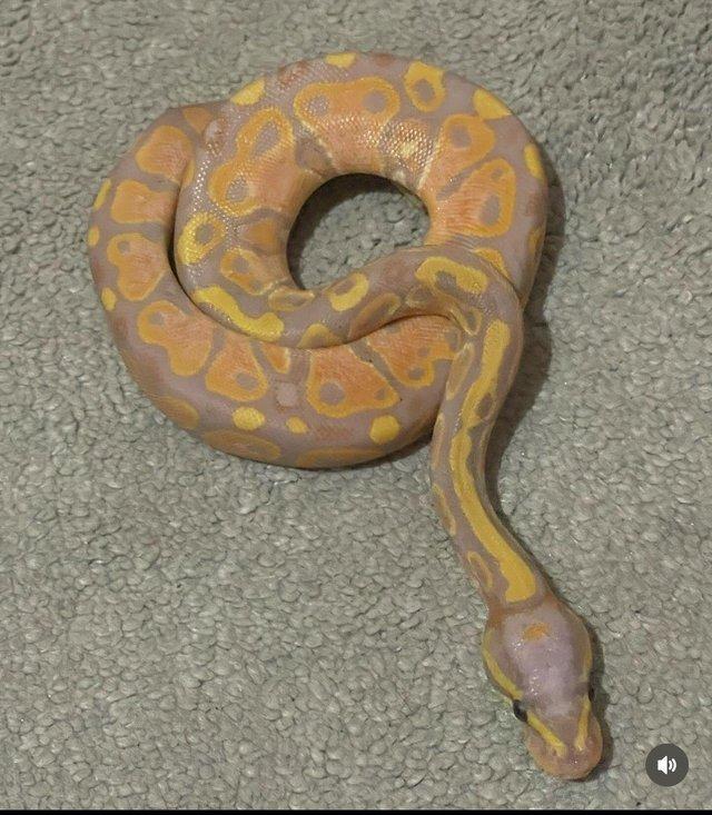 Preview of the first image of Male Banana 100% het pied cb23.