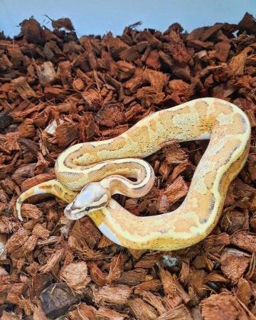 Image 1 of Ball pythons available for sale..