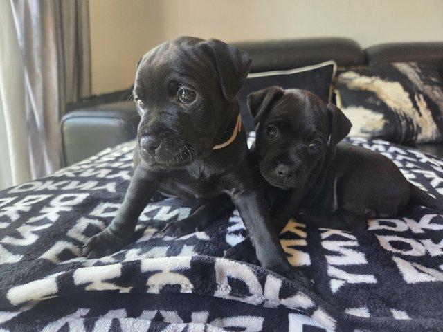 Ready to Go Patterdale Terrier Puppies — Pets & Animals in Colchester