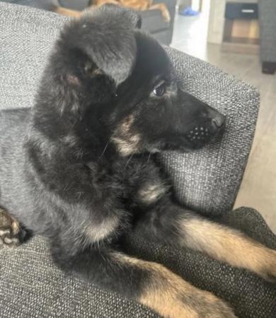 Image 14 of **German Shepherd Puppy for sale £650**