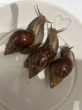 Image 2 of Lisachatina Fulica Classic Giant African Land Snails