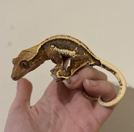 Image 4 of Friendly Hypo Lily White Crested Gecko for Sale