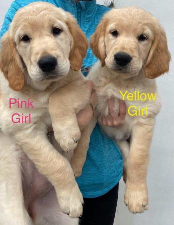 Image 2 of *READY NOW!! 2 Girls left! Gorgeous Golden Retriever Puppies