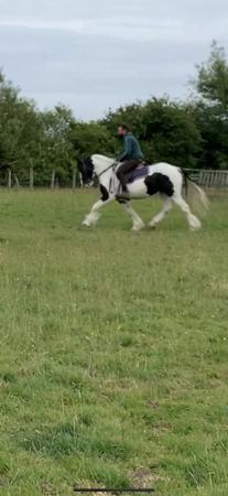 Image 1 of RUBY 7-Year-Old Piebald Cob Mare, 15hh. Potential happy hack