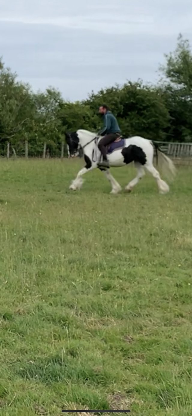 Preview of the first image of RUBY 7-Year-Old Piebald Cob Mare, 15hh. Potential happy hack.