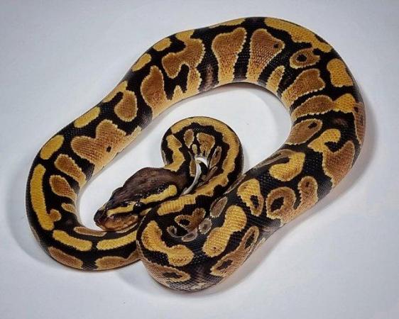 Image 6 of Ball Pythons / Royal Pythons (various morphs)