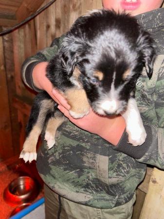 Image 11 of Beautiful Border Collie Puppies -