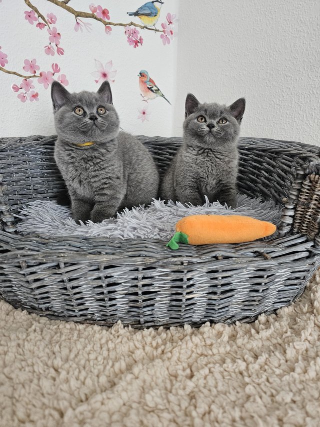 Preview of the first image of British Shorthair kittens.