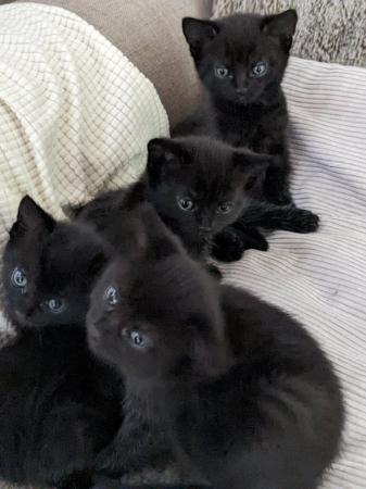 Image 5 of Four beautiful kittens for sale available now