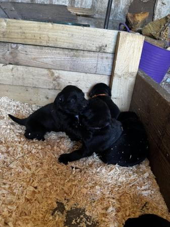 Image 11 of Labrador x spaniel puppies