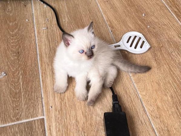 Image 21 of British Shorthair colourpoint kittens READY NOW