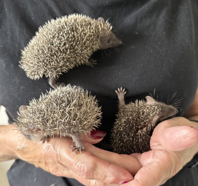 Beautiful Lesser Hedgehog Tenrecs for sale — photo 3 of 4