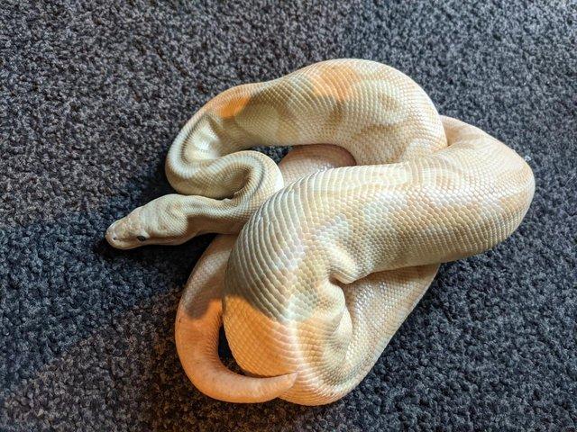 Preview of the first image of Ball Python CB17 (Pastel, Enchi, Ghost, Coral Glow).