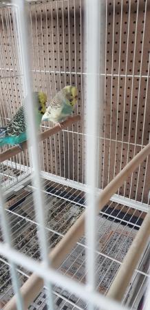 Image 3 of Bonded budgies pair for sale