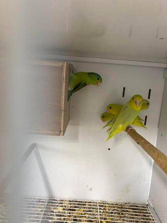 Image 6 of Baby celestial parrotlets ready for new homes