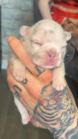 Image 3 of Lilac and tan Merle female french bulldog