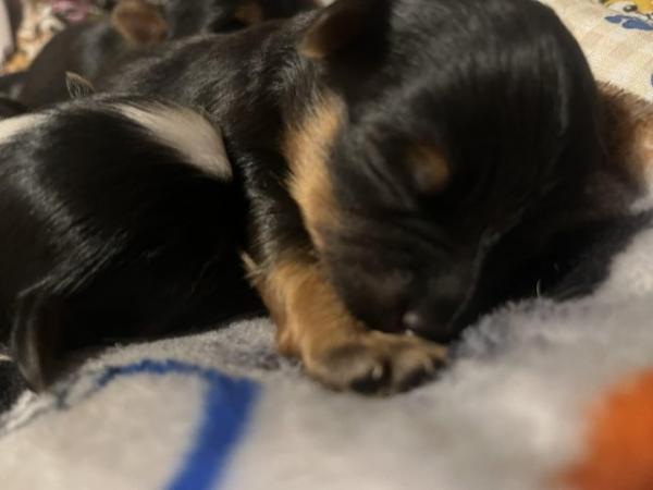 Image 2 of Chorkie pups , These pups are only going to be tiny