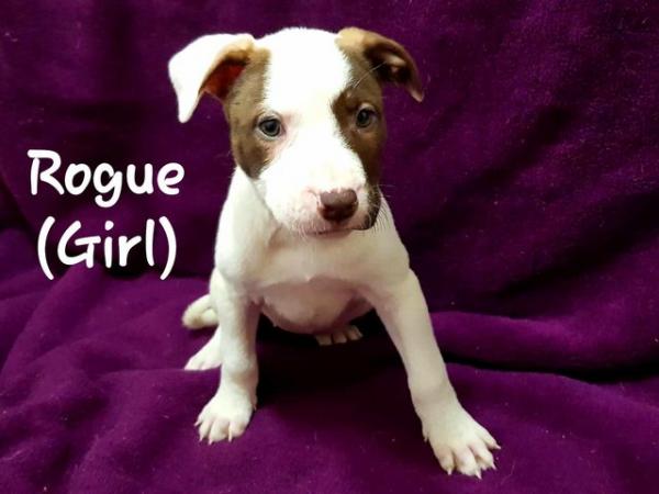 Image 1 of Staffordshire Bull Terrier X Boxer X American Akita Puppies