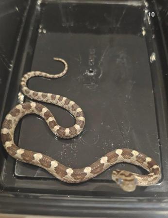 Image 10 of Baby corn snakes 9 months old various colours. Not been sexe