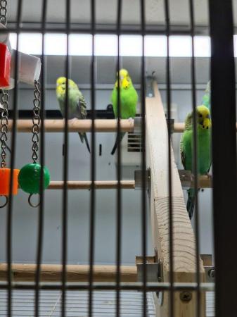Image 3 of Beautiful budgies ready now (not hand tame)