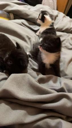 Image 1 of 2 female kittens for sale
