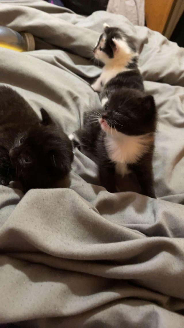 Preview of the first image of 2 female kittens for sale.