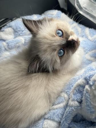 Image 6 of Seal mitted kitten girl   available to reserve