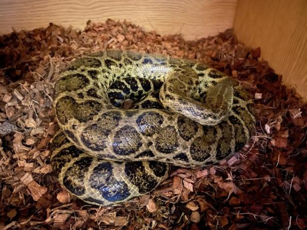 Image 2 of CB21 Yellow Anaconda Female