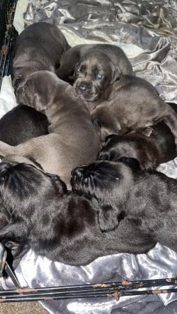 Image 4 of Pure bred Cane Corsos ready for good homes in 1 week!!!