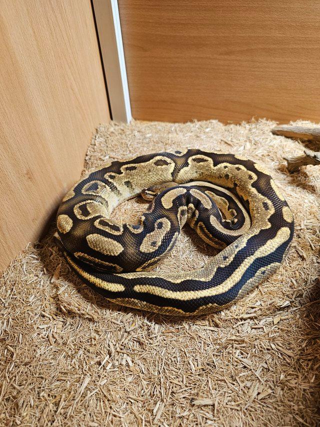 Preview of the first image of 3 year old Adult Male Royal Python.