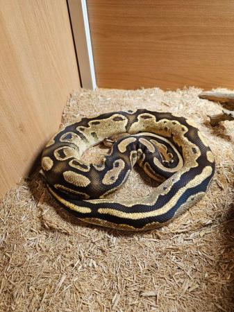 Image 1 of 3 year old Adult Male Royal Python