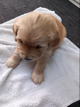 Image 2 of Golden Retriever Puppy 1 girl remaining