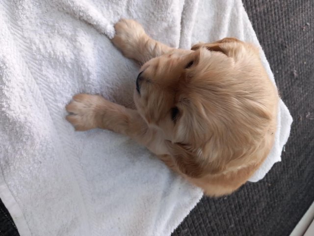 Preview of the first image of 4 week old Golden Retrievers.