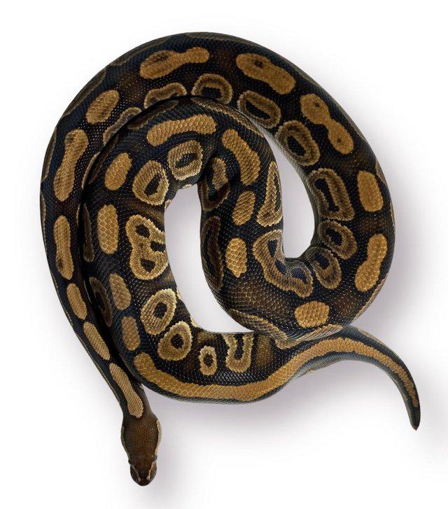 Preview of the first image of CB19 Female Black Pastel Het Clown Royal Python.