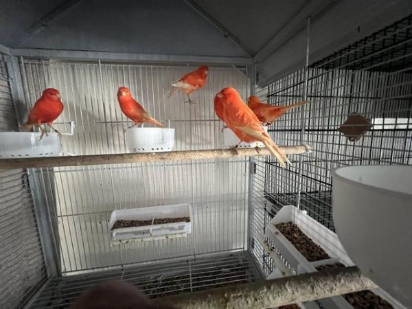 Image 1 of Beautiful dark red factor canaries for sale in Greenock
