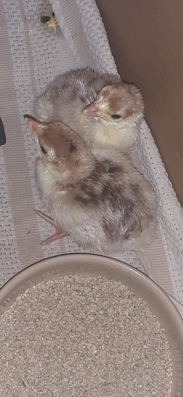Preview of the first image of Bourbon Red Turkey Poults.