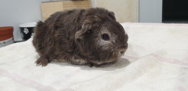 Image 7 of Lovely Bonded Male Guinea Pigs Various Breeds