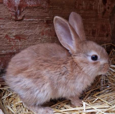 Image 16 of Bunnies looking for loving forever homes