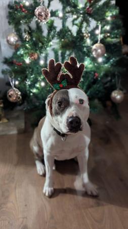 Image 4 of 9yr old Staffordshire Bull terrier