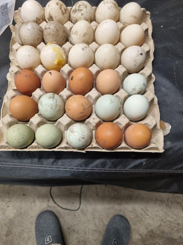 Preview of the first image of Mixed breed hatching eggs.
