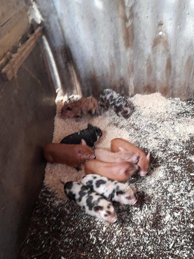 Preview of the first image of Kunikuni piglets for sale females £30 males £20 each.