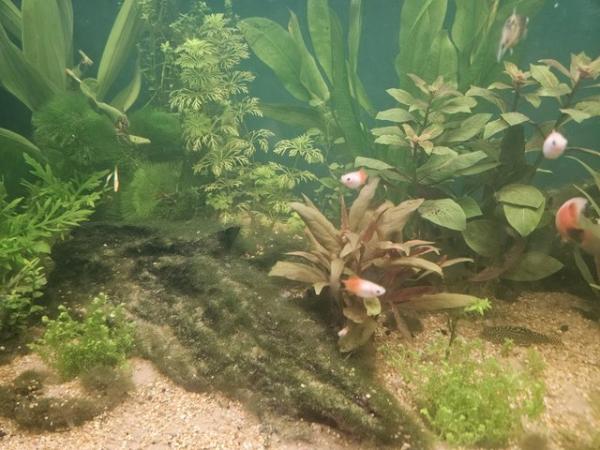 Image 6 of 6 x Micky Mouse Platys For Sale