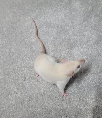 Image 2 of Baby straight hair and double rex male siamese rats