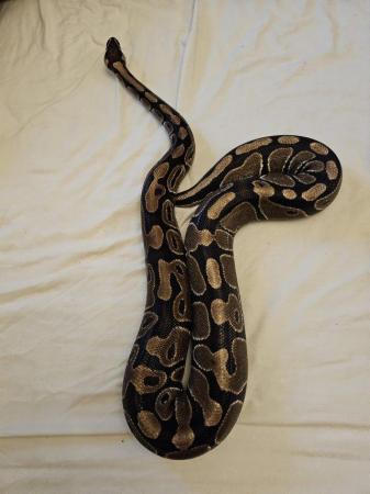 Image 4 of 4ft royal python, viv and accessories included