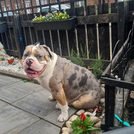 Image 5 of Old english bulldogge for sale