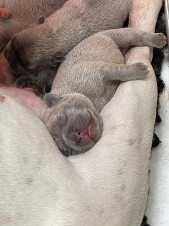 Image 5 of QUALITY TRUE TO TYPE FRENCH BULLDOG PUPPIES