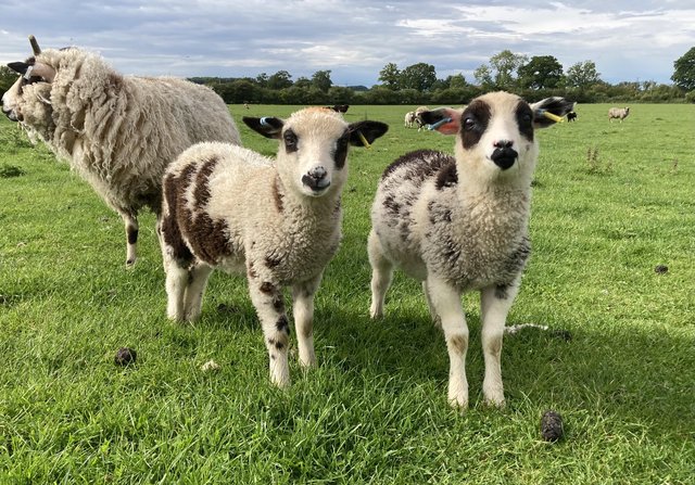 Image 1 of Shetland sheep wether lambs (castrated rams) for sale