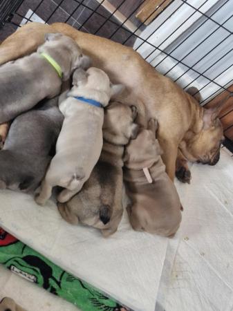 Image 15 of KC Registered French Bulldog Puppies